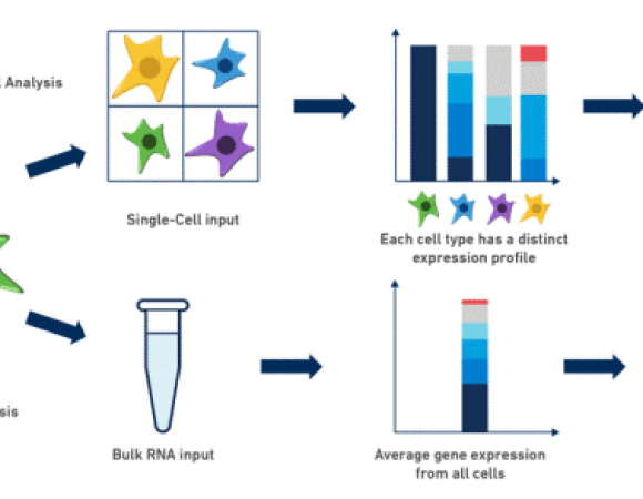 Single-Cell RNA Sequencing vs. Bulk RNA Sequencing: Differences and Applications