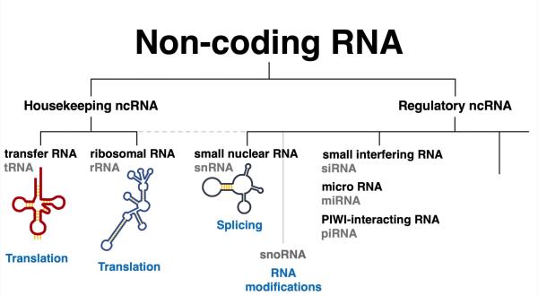 Non-Coding RNA Sequencing