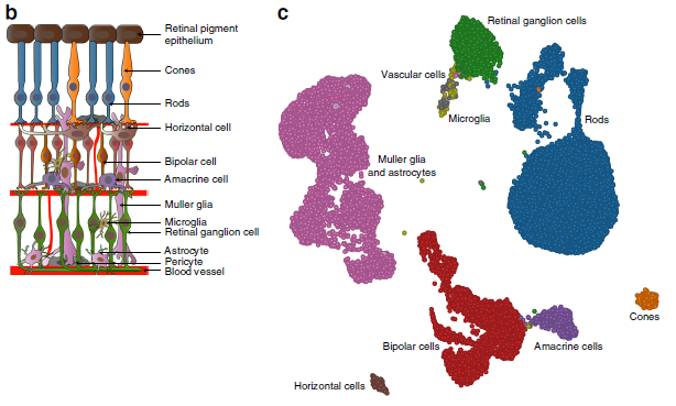 Fig 1 Single-cell transcriptomic analysis reveals human retina diversity.png