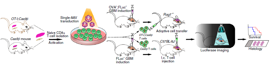 Fig 2 - Schematic of the preclinical therapeutic efficacy testing strategy_0.png