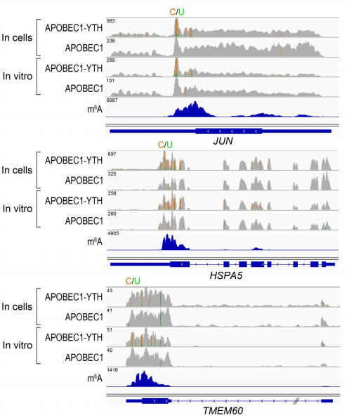 Fig. 4 - In vitro DART-Seq identifies m6A sites in cellular RNA..png