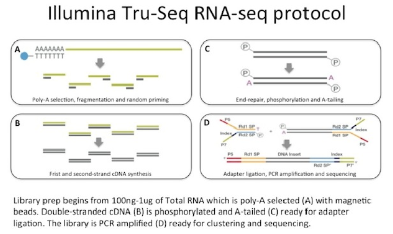 Figure 1  Typical RNA-seq library preparation (PolyA selection Prototol). (from Illumina).png