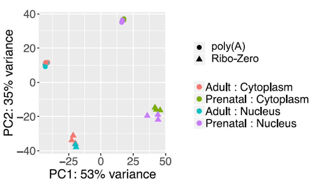 Figure 1 - Developmental gene expression changes are similar in nuclear and cytoplasmic RNA..png