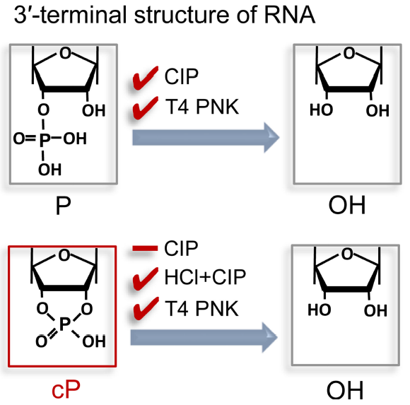 Figure 1 A schematic representation of the reactivity of a 3′-P and a 3′-cP with enzymatic treatments.png