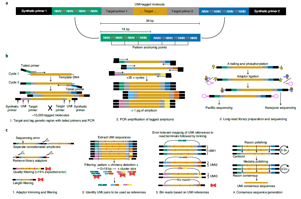 Figure 1 Dual UMI-tagging approach for long-read amplicon sequencing_0.png