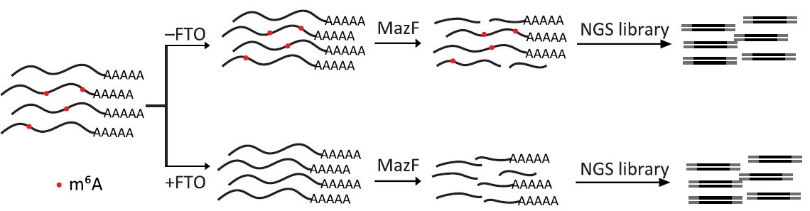 Figure 1 Schematic diagram of m6A-REF-seq.png