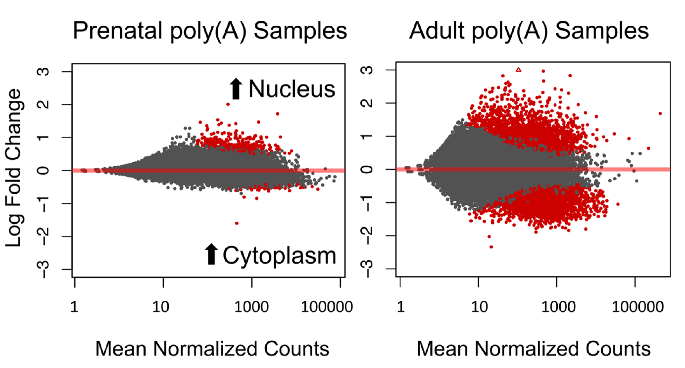 Figure 2 -  Prenatal and adult human cortex show distinct patterns of RNA localization..png
