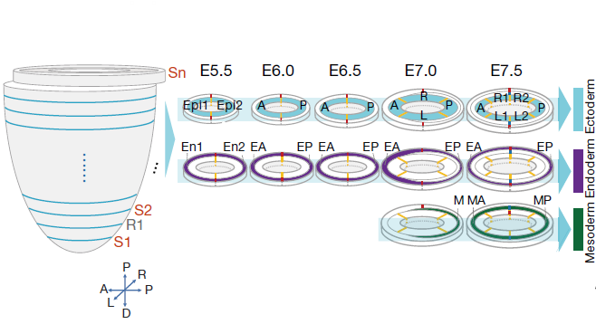 Figure 2 The spatial and temporal coverage of Geo-seq samples of E5.5-E7.5 embryos.png