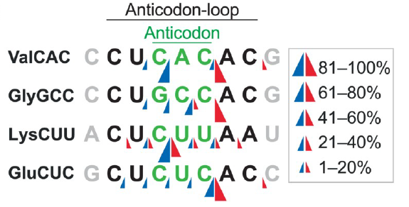 Figure 3 Predicted cleavage sites in anticodon-loops in thymus.png