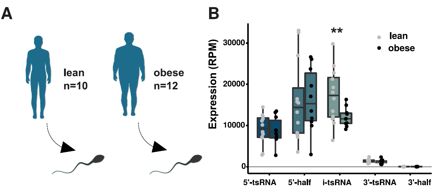 Figure 3 Sperm from obese men display changes in i-tsRNAs..png