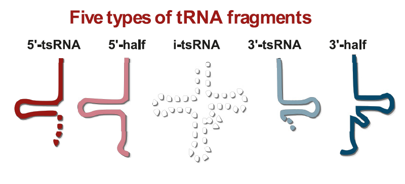 Types of tsRNA analyzed.png